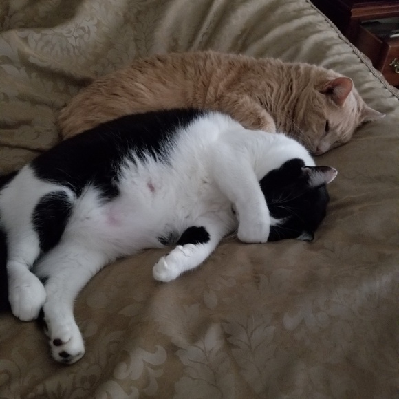 Meet our critters! - Picture 8 of 8